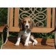 Beagle Welpen - Hündin