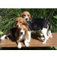 Beagle Welpen - Hündin