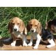 Beagle Welpen - Hündin