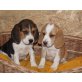 Beagle Welpen - Hündin