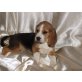 Beagle Welpen - Hündin