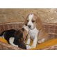 Beagle Welpen - Hündin