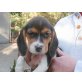 Beagle Welpen - Hündin