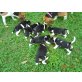 Beagle Welpen - Hündin