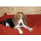 Beagle Welpen - Hündin