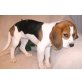 Beagle Welpen - Hündin
