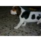Beagle Welpen - Hündin