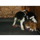 Beagle Welpen - Hündin