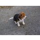Beagle Welpen - Hündin