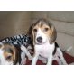 Beagle Welpen - Hündin