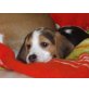 Beagle Welpen - Hündin