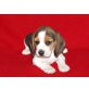 Beagle Welpen - Hündin