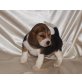 Beagle Welpen - Hündin