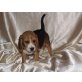 Beagle Welpen - Hündin
