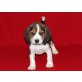 Beagle Welpen - Hündin