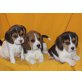 Beagle Welpen - Hündin