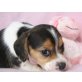 Beagle Welpen - Hündin
