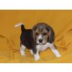 Beagle Welpen - Hündin