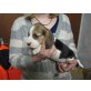 Beagle Welpen - Hündin