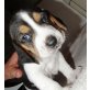 Beagle Welpen - Hündin