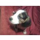 Beagle Welpen - Hündin