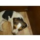 Beagle Welpen - Hündin