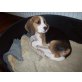 Beagle Welpen - Hündin