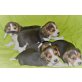Beagle Welpen - Hündin