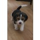 Beagle Welpen - Hündin