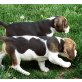 Beagle Welpen - Hündin