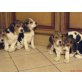 Beagle Welpen - Hündin