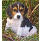 Beagle Welpen - Hündin