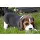 Beagle Welpen - Hündin