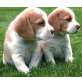 Beagle Welpen - Hündin
