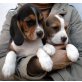Beagle Welpen - Hündin