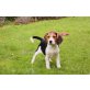 Beagle Welpen - Hündin