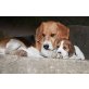 Beagle Welpen - Rüde