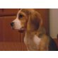 Beagle Welpen - Rüde