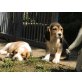 Beagle Welpen - Rüde