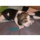 Beagle Welpen - Rüde