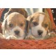 Beagle Welpen - Rüde