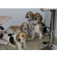 Beagle Welpen - Rüde