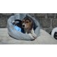 Beagle Welpen - Rüde