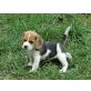 Beagle Welpen - Rüde