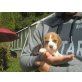 Beagle Welpen - Rüde