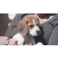Beagle Welpen - Rüde