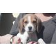 Beagle Welpen - Rüde