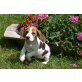 Beagle Welpen - Rüde