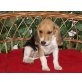 Beagle Welpen - Rüde