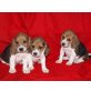 Beagle Welpen - Rüde